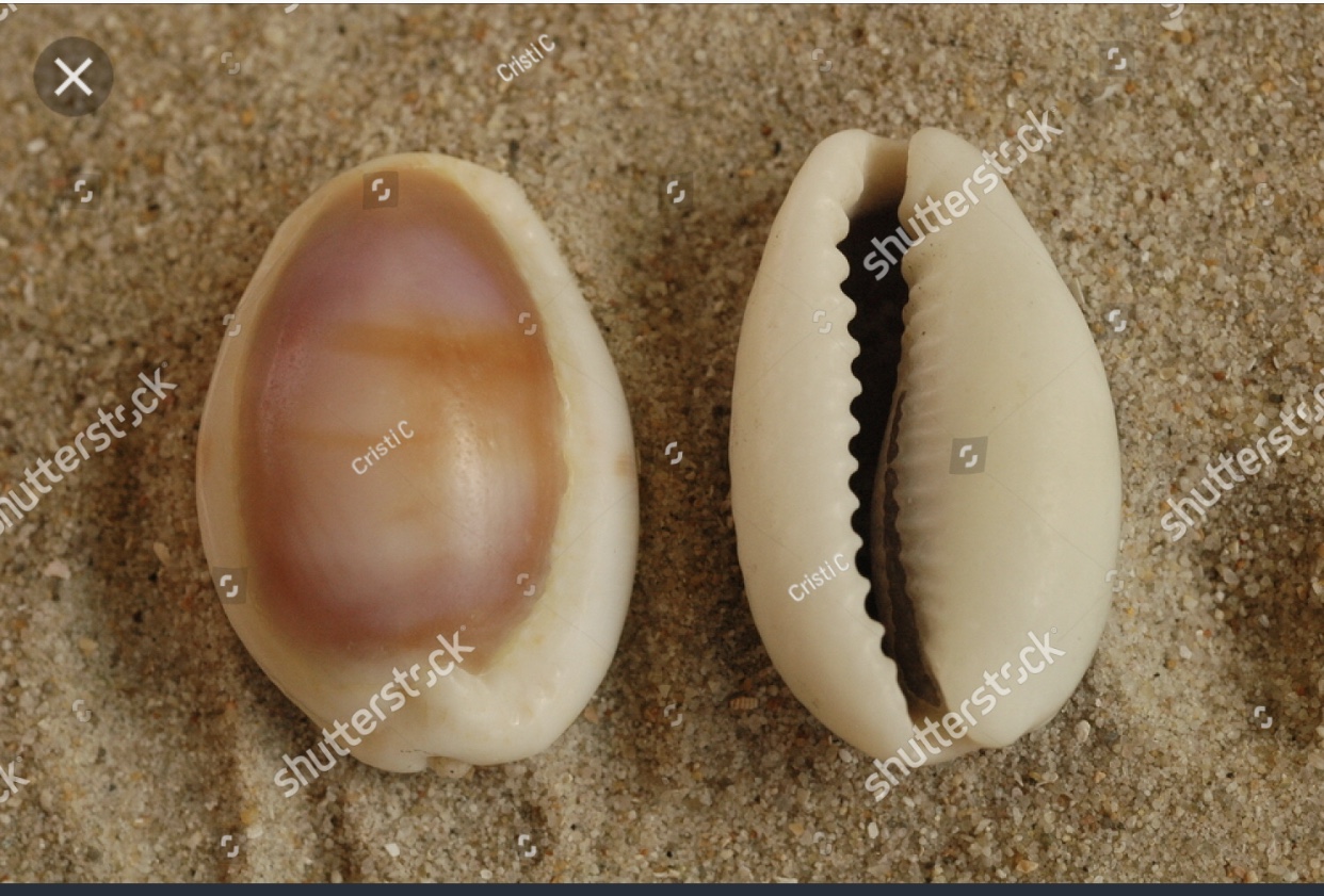 shells-as-religious-symbols-and-the-meaning-of-life-christa-s-south